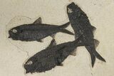 22.5" Fossil Fish (Knightia) Mortality Plate - Wyoming - #203223-4